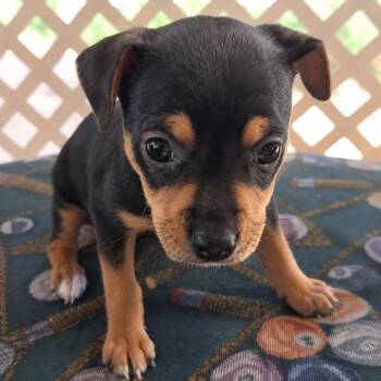 Freedom -  Chihuahua and None Dog for Adoption in Tampa, Florida - Freedom | PetCurious