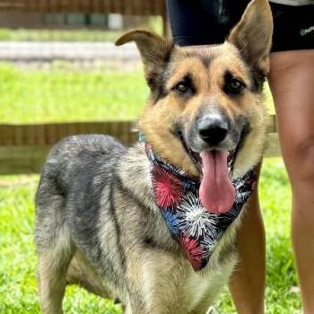 German Shepherd Dog and Belgian Shepherd Sheepdog Dogs Available for Adoption in Friendswood, Texas - Coco Honey The Sweetest | PetCurious