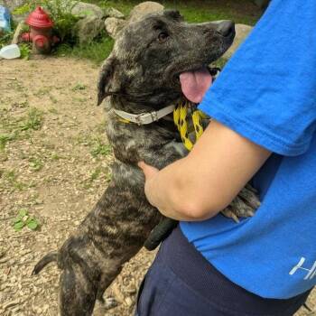 Cenna -  Catahoula Leopard Dog Dog for Adoption in Conway, New Hampshire - Cenna | PetCurious