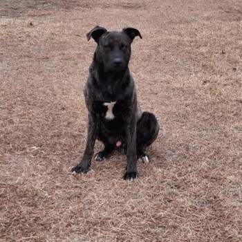 Mixed Breed Dogs Available for Adoption - Trouble | PetCurious