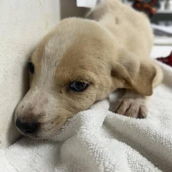 Marlee -  Shepherd Dog for Adoption in Parrish, Alabama - Marlee | PetCurious