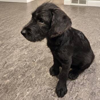 Luna -  Labrador Retriever and Poodle Dog for Adoption in Minneapolis, Minnesota - Luna | PetCurious