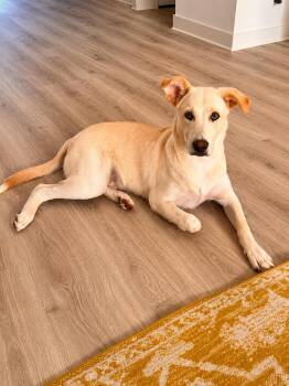 Jasper -  Labrador Retriever and Husky Dog for Adoption in VERNON ROCKVL, Connecticut - Jasper | PetCurious
