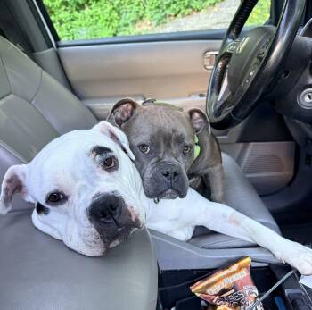 Short & Stack -  American Bulldog Dog for Adoption in Racine, Wisconsin - Short & Stack | PetCurious