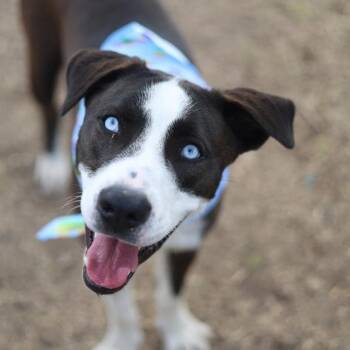 GUS -  Labrador Retriever Dog for Adoption in San Antonio, Texas - GUS | PetCurious