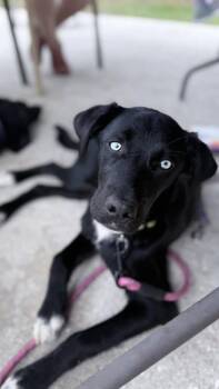 Labrador Retriever Dogs Available for Adoption in Clearwater, Florida - Fancie | PetCurious