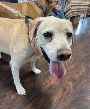 Jade ( & Ozzie) -  Mixed Breed and Labrador Retriever Dog for Adoption in Marengo, Illinois - Jade ( & Ozzie) | PetCurious