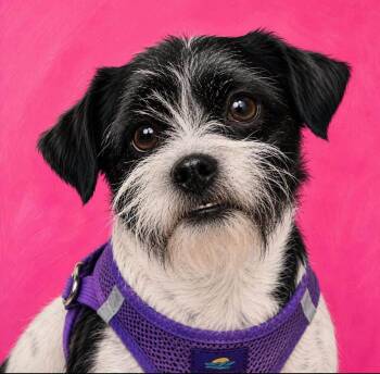 Toot -  Schnauzer Dog for Adoption in Brookfield, Wisconsin - Toot | PetCurious