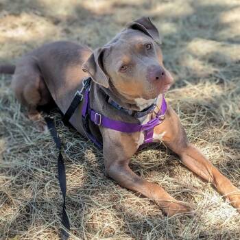Appa -  Mixed Breed Dog for Adoption in Houston, Texas - Appa | PetCurious