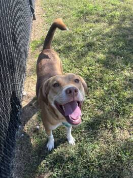 Rescue Beagle and Boxer Dogs for Adoption in Evansville, Indiana - Dexter | PetCurious