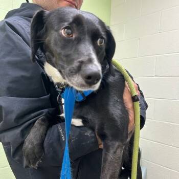 Rescue Collie and Hound Dogs for Adoption in Lyndhurst, Virginia - Blair | PetCurious