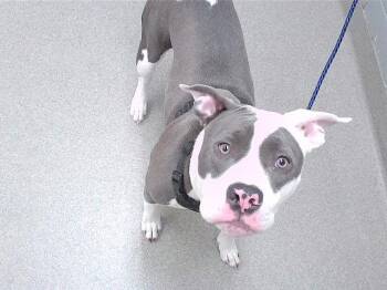 Boxer and Mixed Breed Dogs Available for Adoption - TWAIN | PetCurious