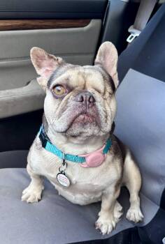 CASS -  French Bulldog Dog for Adoption in La Habra, California - CASS | PetCurious