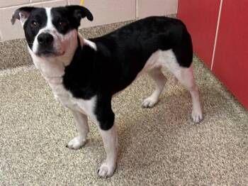 LOKI -  Australian Cattle Dog Blue Heeler and Mixed Breed Dog for Adoption in Colorado Springs, Colorado - LOKI | PetCurious
