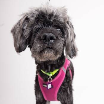 Rescue Terrier Dogs for Adoption in San Francisco, California - Aqua Net 13515 | PetCurious