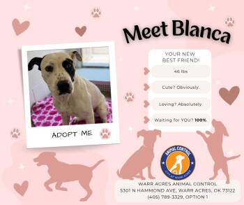 Blanca -  Mixed Breed and American Bully Dog for Adoption in Warr Acres, Oklahoma - Blanca | PetCurious
