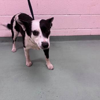 Mixed Breed Dogs Available for Adoption in Memphis, Tennessee - Kama | PetCurious