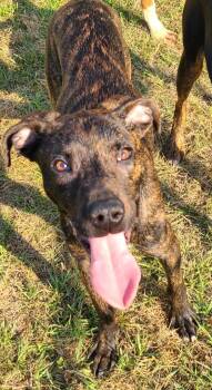 Pit Bull Terrier and Boxer Dogs Available for Adoption in Swainsboro, Georgia - Spud | PetCurious