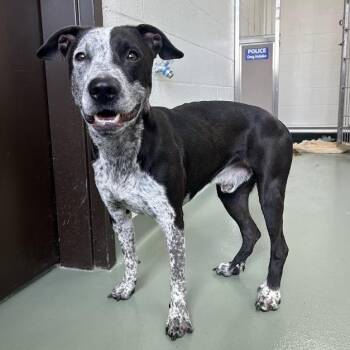 LJ "Leroy" -  Black Labrador Retriever and Australian Cattle Dog Blue Heeler Dog for Adoption in Lyndhurst, Virginia - LJ "Leroy" | PetCurious