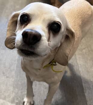 Rescue Cocker Spaniel Dogs for Adoption in Parker, Colorado - Glitter N 23083 | PetCurious