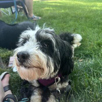 Lexi -  Bernese Mountain Dog and Miniature Poodle Dog for Adoption in Sinking Spring, Pennsylvania - Lexi | PetCurious