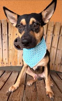 Noah -  Rat Terrier and Basenji Dog for Adoption in Garden Valley, Idaho - Noah | PetCurious