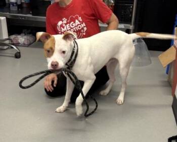 Dewey -  Mixed Breed Dog for Adoption in West Chester, Pennsylvania - Dewey | PetCurious