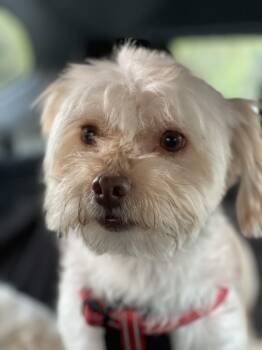 Rescue Havanese and Maltese Dogs for Adoption in Cupertino, California - LEONARDO 2 Yrs 12 Lbs | PetCurious