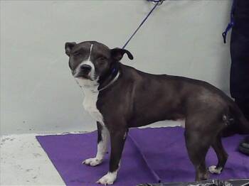 Rescue Staffordshire Bull Terrier and Mixed Breed Dogs for Adoption in Houston, Texas - CHAPO | PetCurious