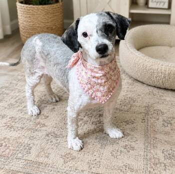 Tangled -  Dachshund and Miniature Poodle Dog for Adoption in Phoenix, Arizona - Tangled | PetCurious