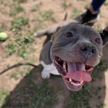 Pit Bull Terrier Dogs Available for Adoption in Aurora, Colorado - GEMINI | PetCurious