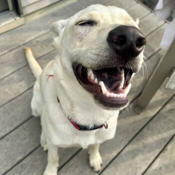 Rescue Mixed Breed Dogs for Adoption in Buffalo, Minnesota - Cricket | PetCurious