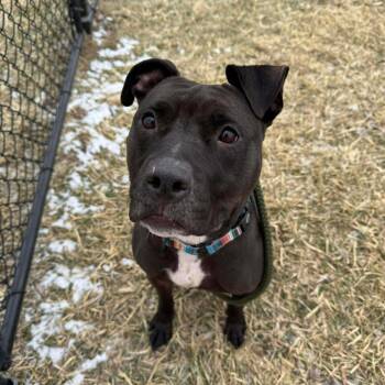 American Staffordshire Terrier and Mixed Breed Dogs Available for Adoption in Monticello, Iowa - Stella | PetCurious