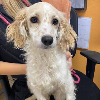 DUNCAN -  Cocker Spaniel and Basset Hound Dog for Adoption in Joshua Tree, California - DUNCAN | PetCurious