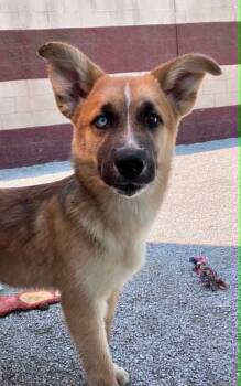 Ryder -  Husky Dog for Adoption in Springfield, Illinois - Ryder | PetCurious