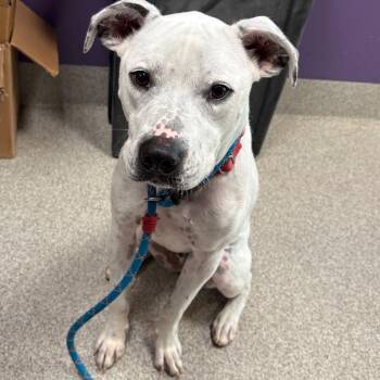 Mixed Breed Dogs Available for Adoption in Englewood, Florida - Frost | PetCurious