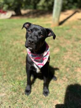 Randy -  Mixed Breed Dog for Adoption in Taycheedah, Wisconsin - Randy | PetCurious