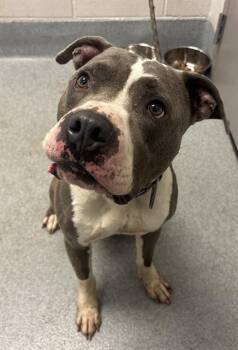 DRACO -  Pit Bull Terrier Dog for Adoption in Indianapolis, Indiana - DRACO | PetCurious