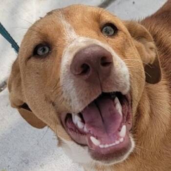 Carmelo -  Labrador Retriever and Mixed Breed Dog for Adoption in Corpus Christi, Texas - Carmelo | PetCurious