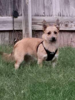 Rescue Terrier Dogs for Adoption in New Berlin, Wisconsin - MISSY   $425 | PetCurious