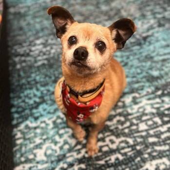Chihuahua Dogs Available for Adoption in Merrillville, Indiana - Pooh | PetCurious