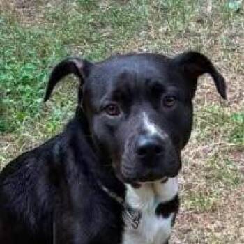 ALPHARETTA - Serena2 -  Black Labrador Retriever and Mixed Breed Dog for Adoption in Blairsville, Georgia - ALPHARETTA - Serena2 | PetCurious