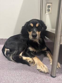 Zoey -  Spaniel Dog for Adoption in Benton, Arkansas - Zoey | PetCurious
