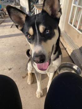 Rescue Siberian Husky Dogs for Adoption in San Antonio, Texas - HUGO | PetCurious