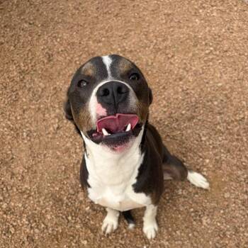Buddy KCAC -  American Staffordshire Terrier and Mixed Breed Dog for Adoption in Kerrville, Texas - Buddy KCAC | PetCurious