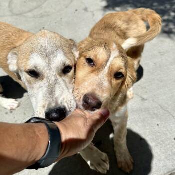 DELPHINE -  Great Pyrenees and Mixed Breed Dog for Adoption in Richmond, California - DELPHINE | PetCurious
