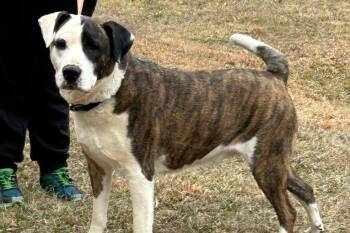 Labrador Retriever Dogs Available for Adoption in Rockaway, New Jersey - Yahtzee RDS | PetCurious