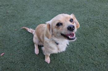 Cavalier King Charles Spaniel and Mixed Breed Dogs Available for Adoption - JULIET | PetCurious