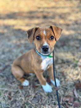 Labrador Retriever and Mixed Breed Dogs Available for Adoption - Kingston | PetCurious