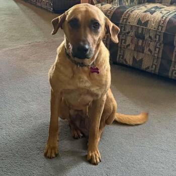 Mama Kara -  German Shepherd Dog Dog for Adoption in Brockport, New York - Mama Kara | PetCurious